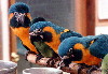 Caninde Macaws