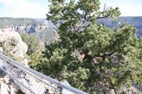 NorthRim Pictures