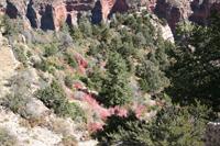 NorthRim Pictures