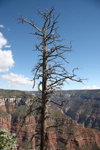 NorthRim Pictures