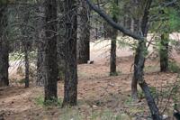 NorthRim Pictures