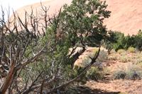 CanyonLands Pictures