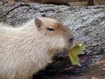 Capybara at the National Zoo