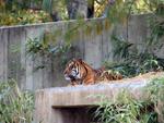 Tiger at the National Zoo
