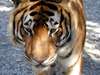 Face-to-face with a Bengal Tiger